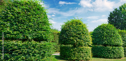 Hedges and ornamental shrub in a summer park. Wide photo.