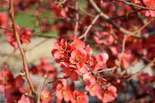 Chaenomeles flower in spring