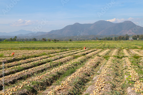 Panoramic scenery of onions field with mountain and blue sky background.