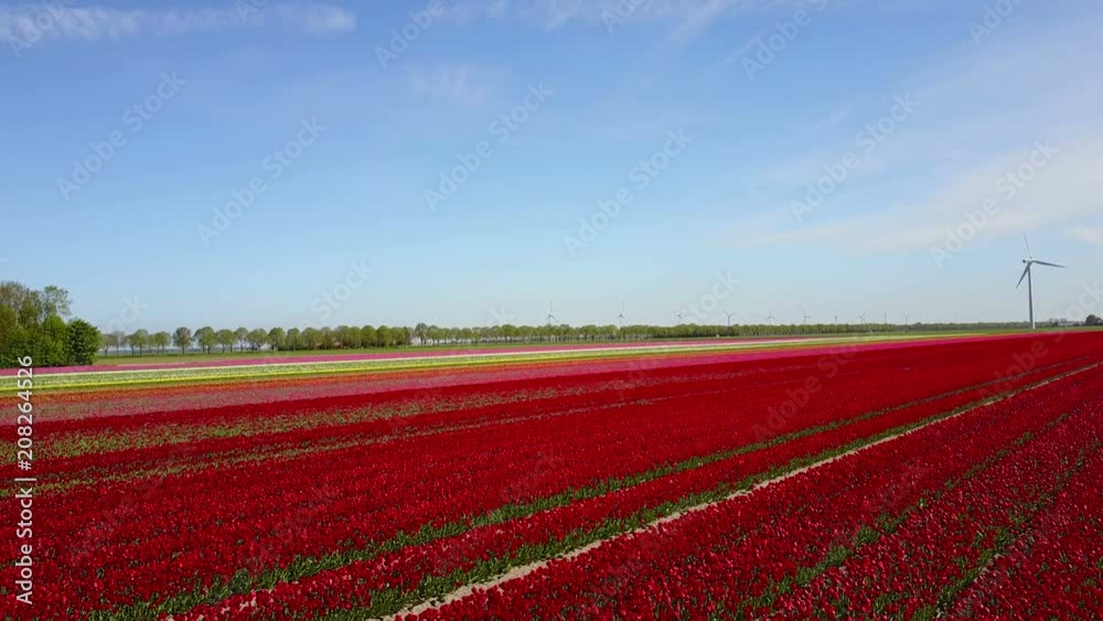 Aerial view of multi-colored tulip field