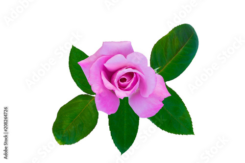 flower on white background