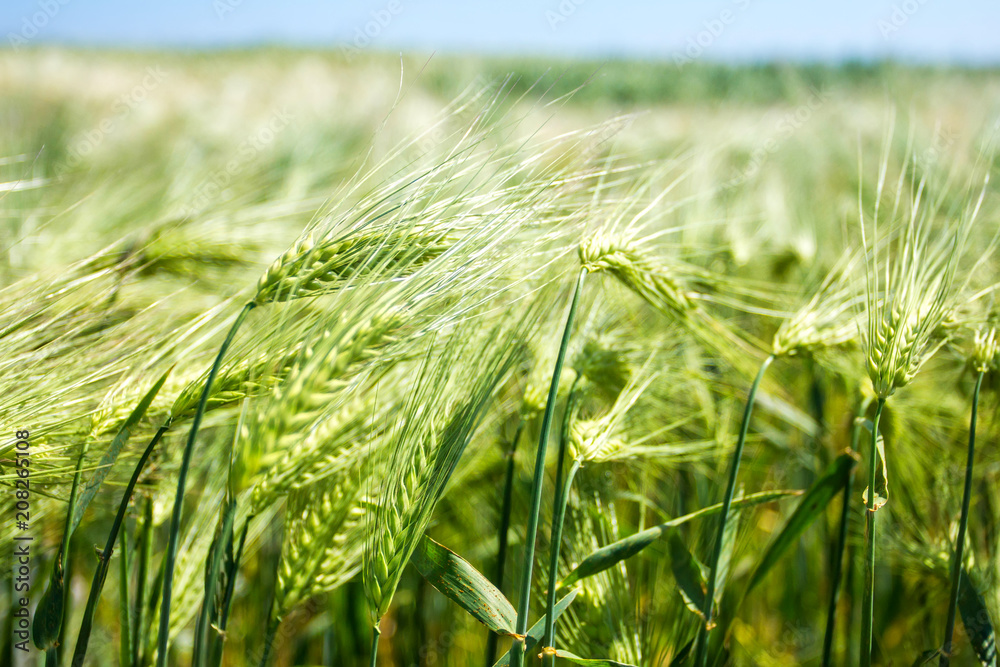 a lot green wheat on the field, and blue sky a lot green wheat on the field, and blue sky