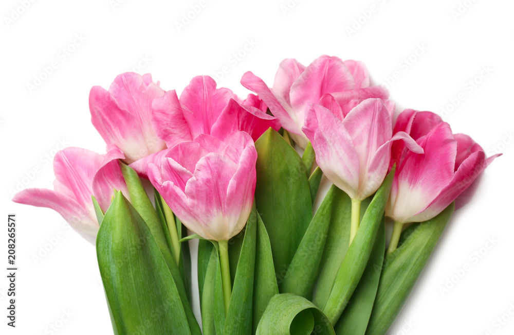 Beautiful fresh tulips on white background, closeup