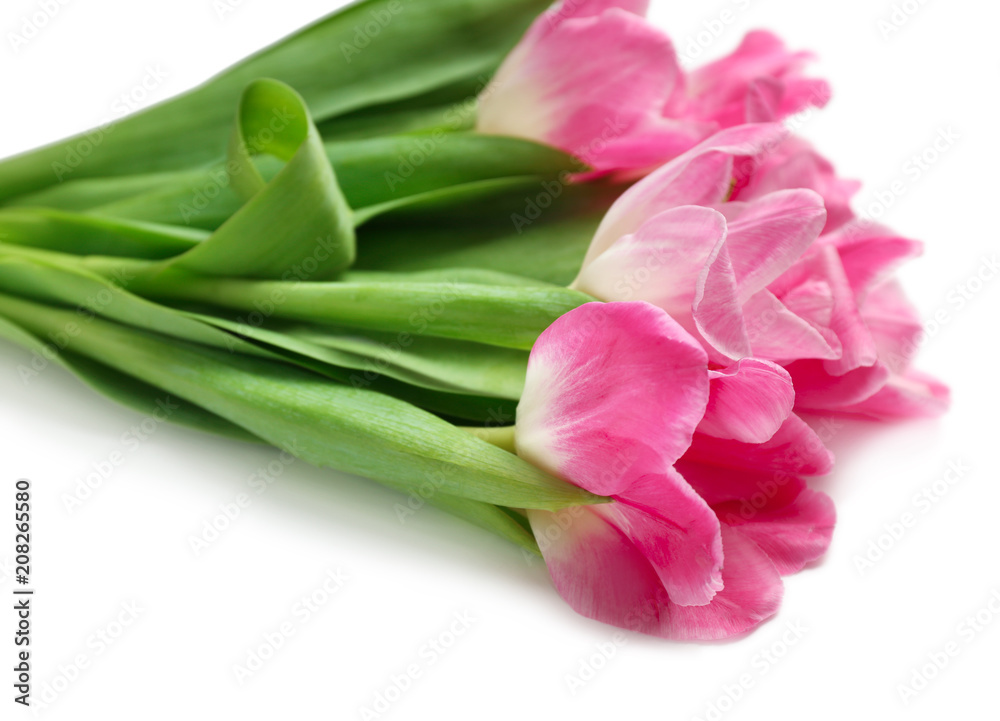 Beautiful fresh tulips on white background, closeup
