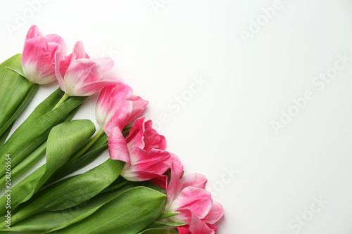 Fototapeta Naklejka Na Ścianę i Meble -  Beautiful fresh tulips on white background