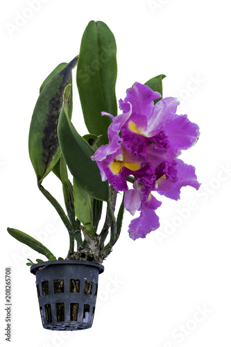 orchid flower on white background