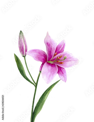 Fototapeta Naklejka Na Ścianę i Meble -   Pink watercolor lily