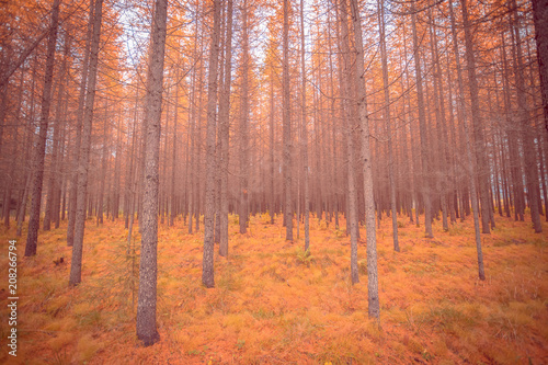 Autumn forest wiew. Sotkamo, Finland.