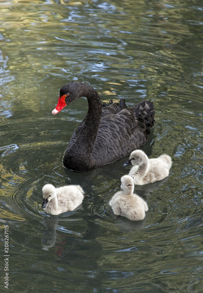 Fototapeta premium Black Swan in a forest lake with small swans.