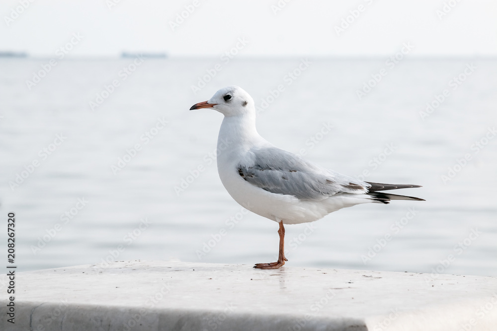 Seagull sitting on the fence of the waterfront. Seagull sitting on the fence of the waterfront.