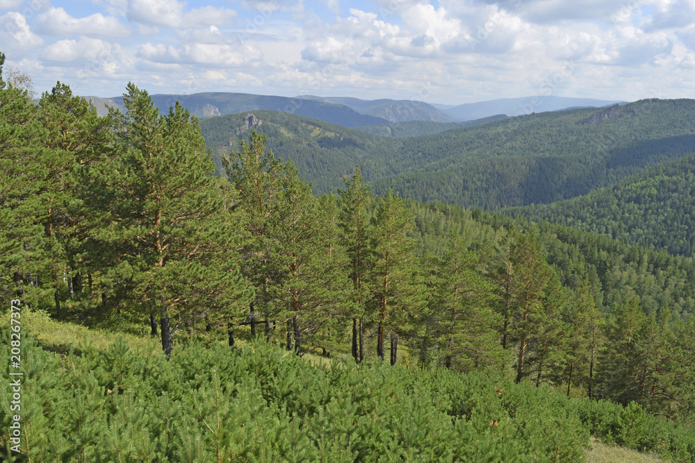 Fototapeta premium View of the dense, green forest.