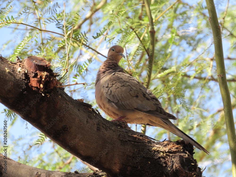 Mourning dove (Zenaida macroura) cleaning itself in a Palo Verde tree