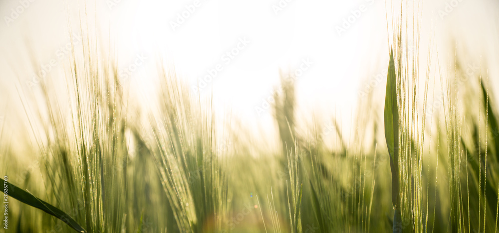 sunset and grass sunset and grass