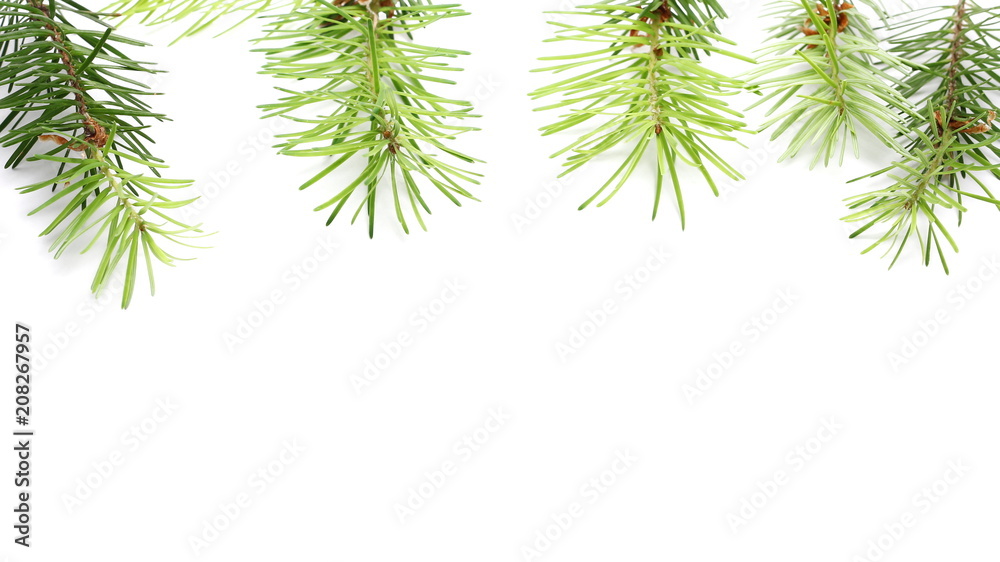 Pine branch decoration isolated on white background Pine branch decoration isolated on white background