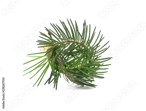 Pine branch decoration isolated on white background