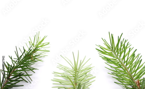 Pine branch decoration isolated on white background