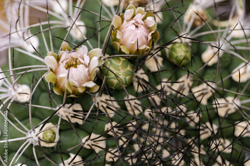 Closeup of the cactus