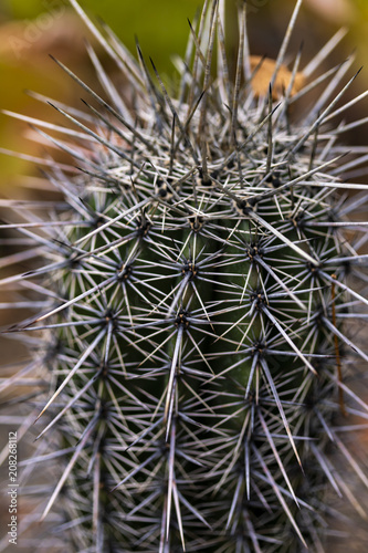 Detail of the saguaro cactus