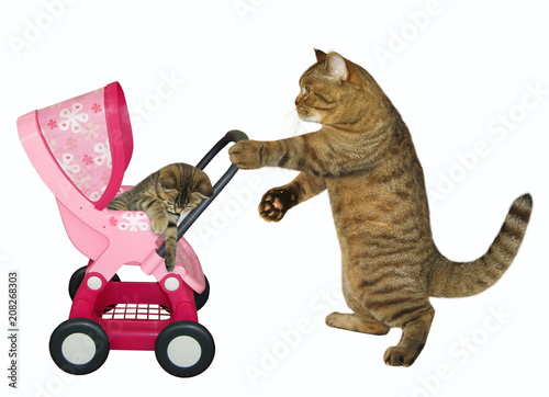 The caring cat pushes a pink buggy with his kitten. White background.