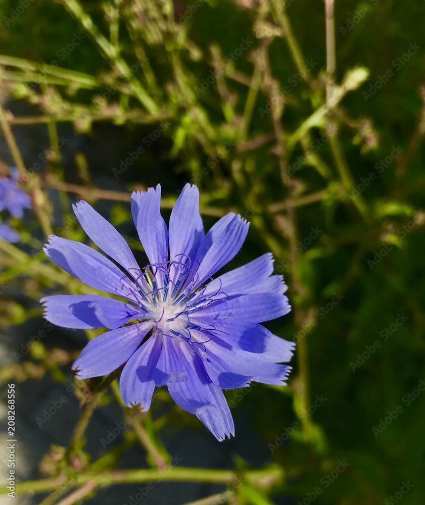 Fototapeta premium Common chicory - Gemeine Wegwarte - [Cichorium intybus]