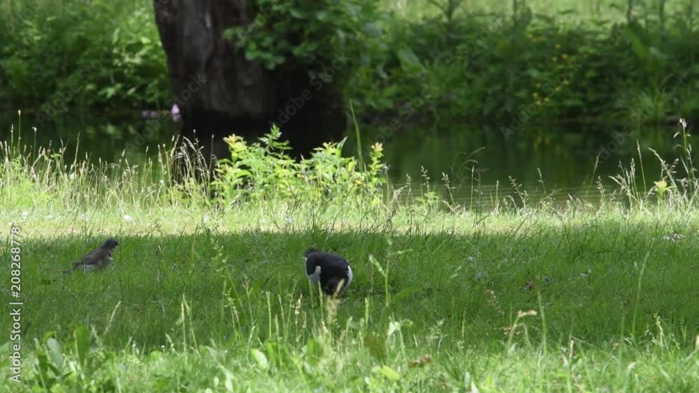 Oystercatcher at Drottningholm outside Stockholm