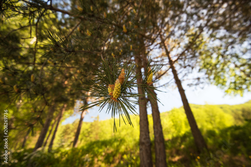 Green mountain pine closeup...
