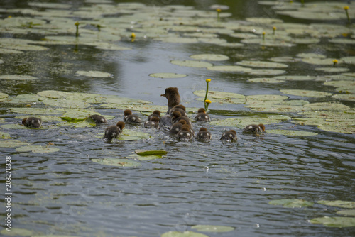 Meganser with chicks in a pond at Drottningholm outside Stockholm © Hans Baath