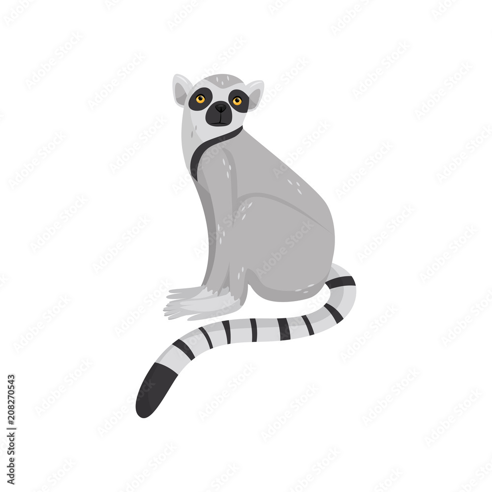 Fototapeta premium Flat vector icon of sitting lemur. Primate with gray fur, striped long tail and orange eyes. Cartoon character of wild African animal