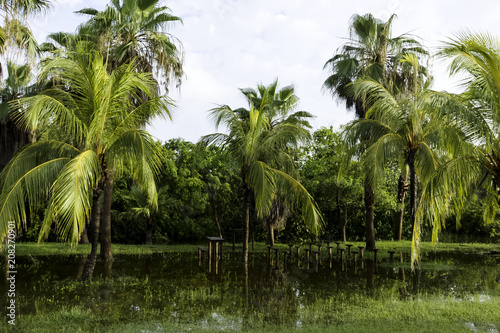 Cuban swamp - Peninsula de Zapata National Park   Zapata Swamp  Cuba