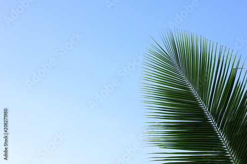 the coconut leaves with blue sky backgroundcoconut