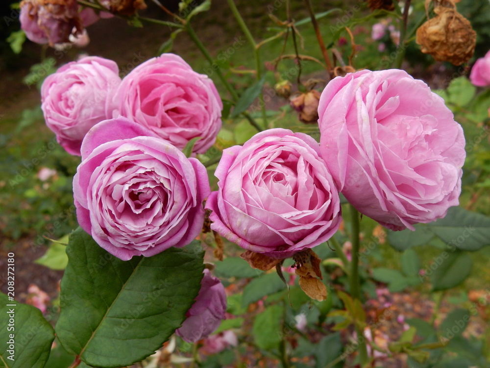 Obraz premium rose rosa