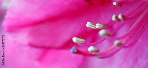 Close-up of beautiful pink Azaleas flowers in springtime.