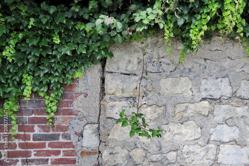 Ancien mur de briques et pierre avec végétation verte © Bruno Bleu