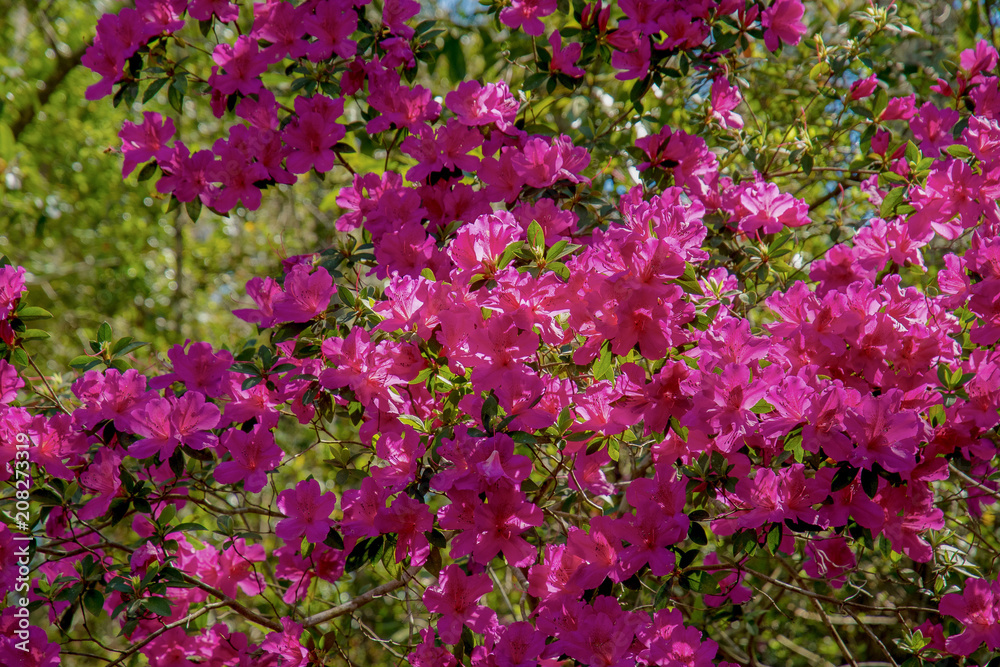 Flowering rhododendron. The bush is covered with a lot of lush bright colors.