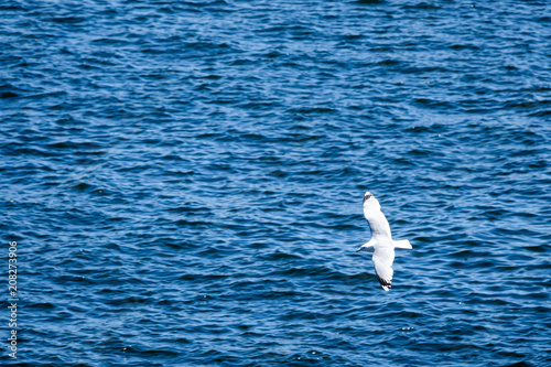 Gull. Flying seagull with t...