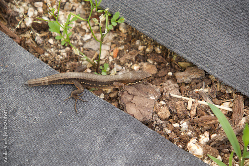 尾を自切し再生中のニホンカナヘビ photo