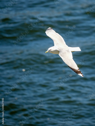Gull. Flying seagull with the sea in the background. © Forenius