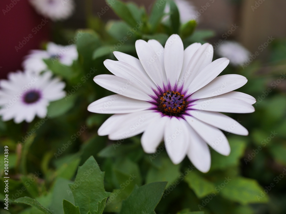 fleur paquerette blanche et violette Stock Photo | Adobe Stock