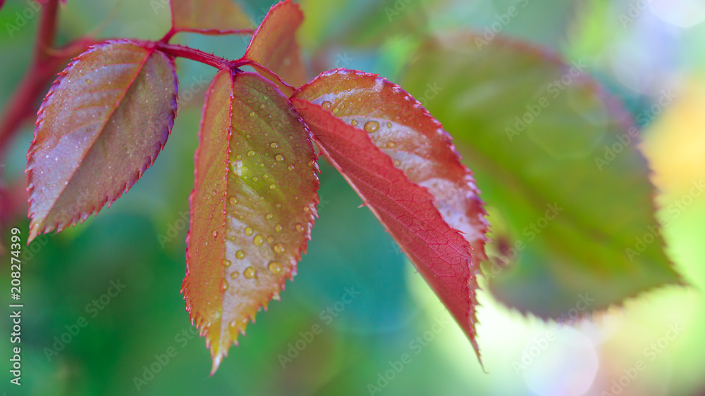 Rose leaves with selective focus. Rose leaves with selective focus.