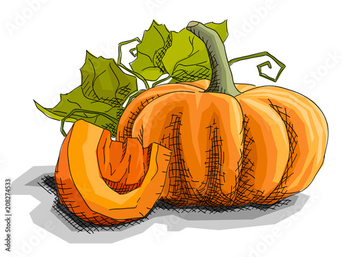 Vector illustration of drawing vegetable pumpkin.