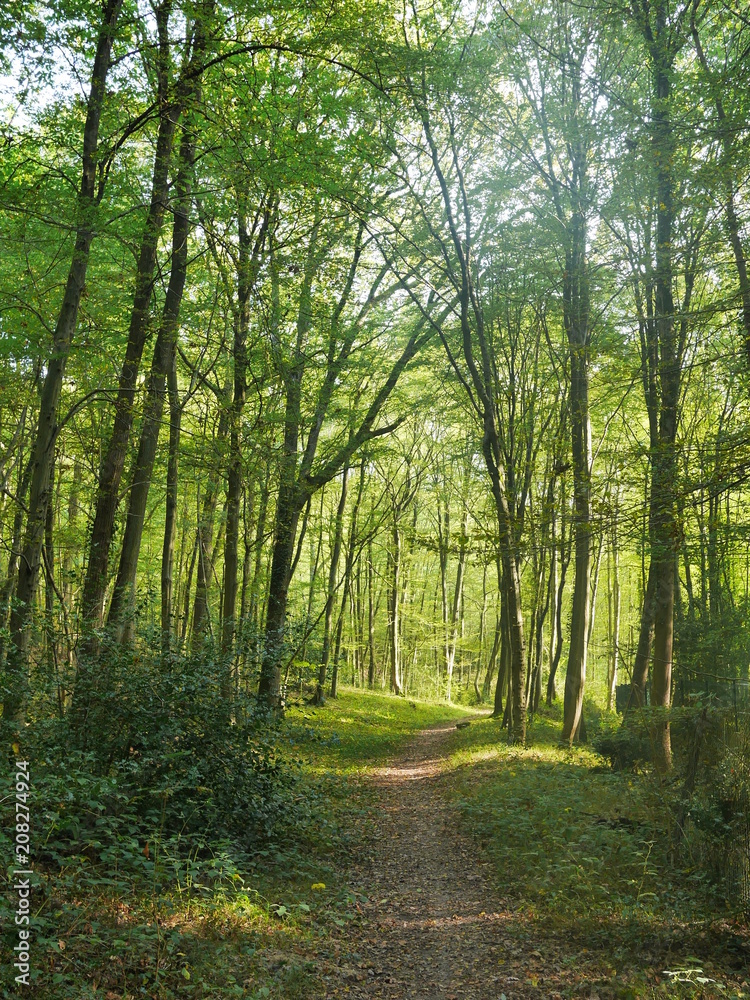 Obraz premium forêt verte boisée