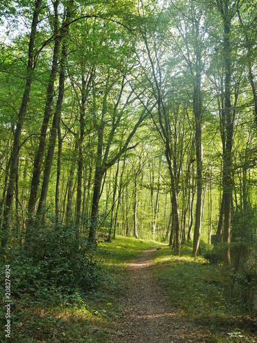 Fototapeta Naklejka Na Ścianę i Meble -  forêt verte boisée