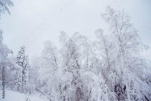 Winter road in the snowy forest. © malykalexa777
