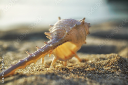 white murex seashell on a beach sand photo