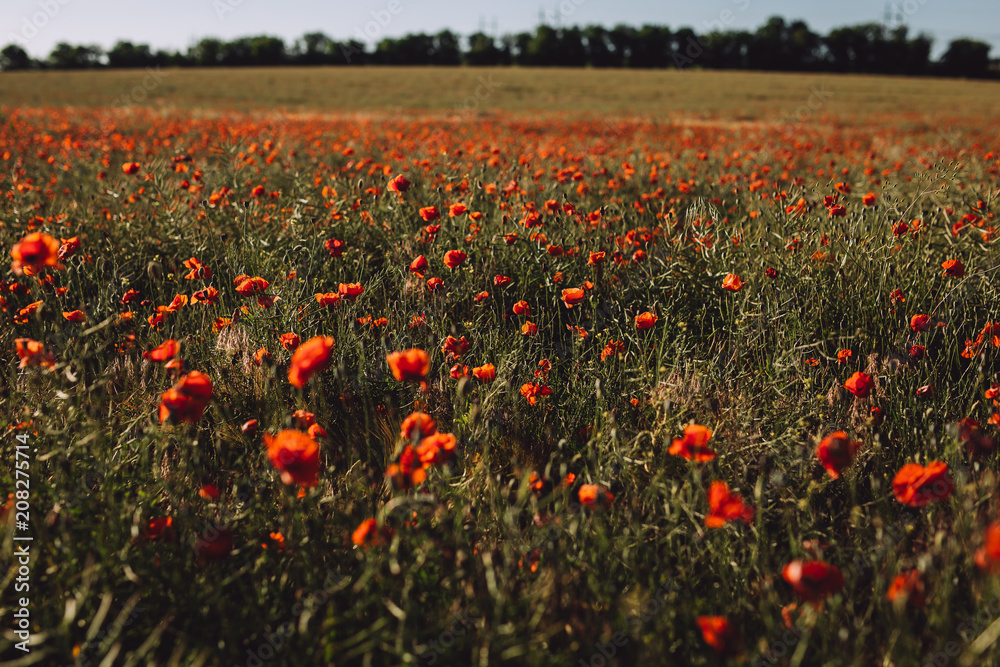 A large poppy field at sunset in summer