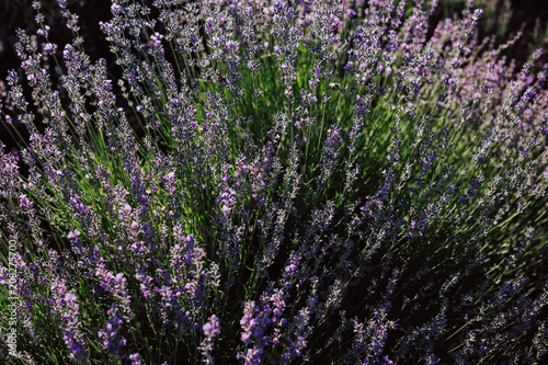 Beautiful bush of lavender