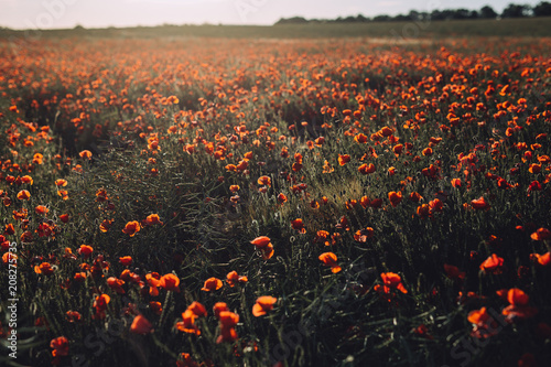 A large poppy field at sunset in summer