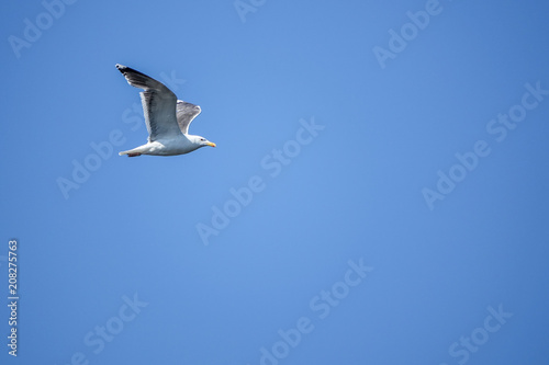 Gull. Flying seagull with t...