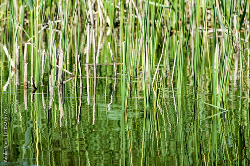 Abstract background texture. Grass / reed reflected in water.