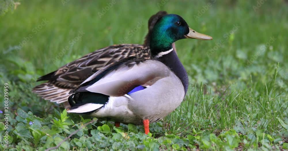 Pair of Mallard duck birds resting on grassy wetland during spring nesting period Pair of Mallard duck birds resting on grassy wetland during spring nesting period
